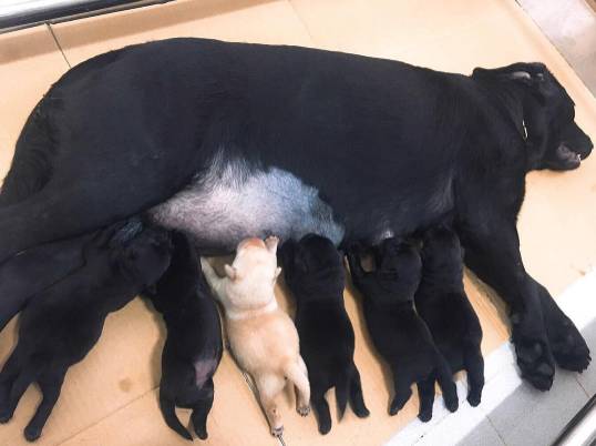 俊介犬舍推荐,俊介犬猫