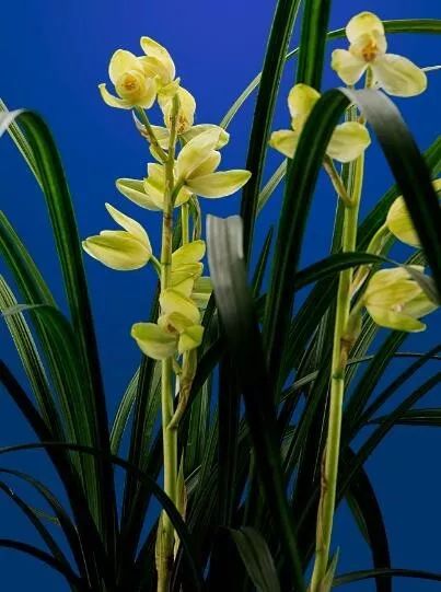 毕节四大名品兰花,毕节最好的兰花是哪一种