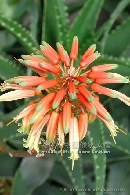 每日一味中药巴豆,每日学习一味中草药芦荟