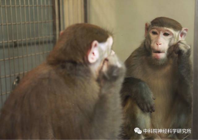 悟空显神通和弄神通哪个准确,悟空荧光重涂
