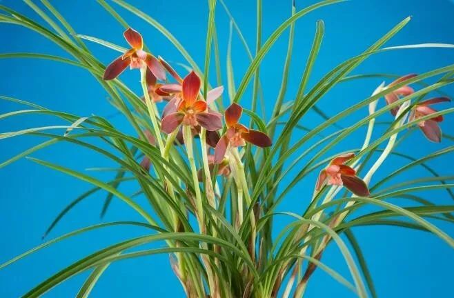 毕节四大名品兰花,毕节最好的兰花是哪一种