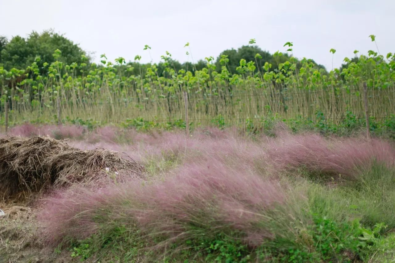 花田里逛了3小时，花材、花束、年度美照都有了