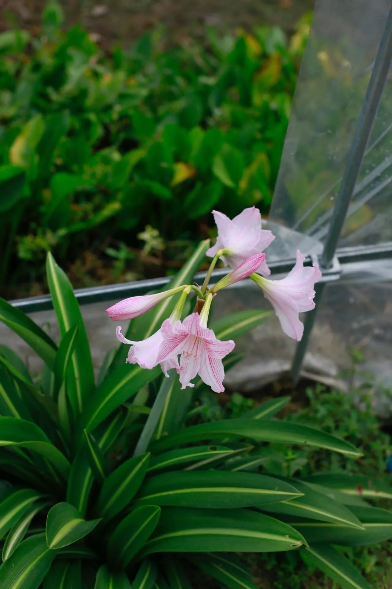 花田里逛了3小时，花材、花束、年度美照都有了