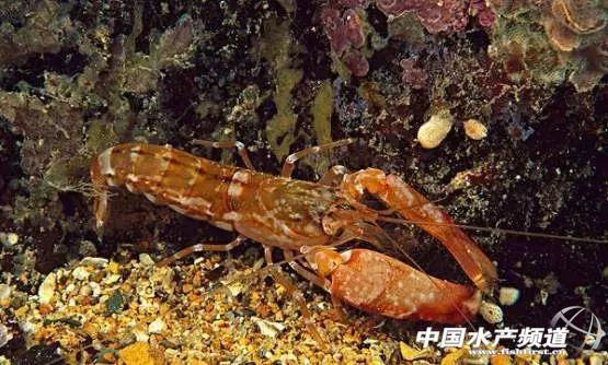 虾类有几千种，你又认识几种？