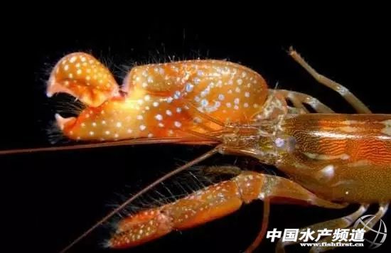 虾类有几千种，你又认识几种？