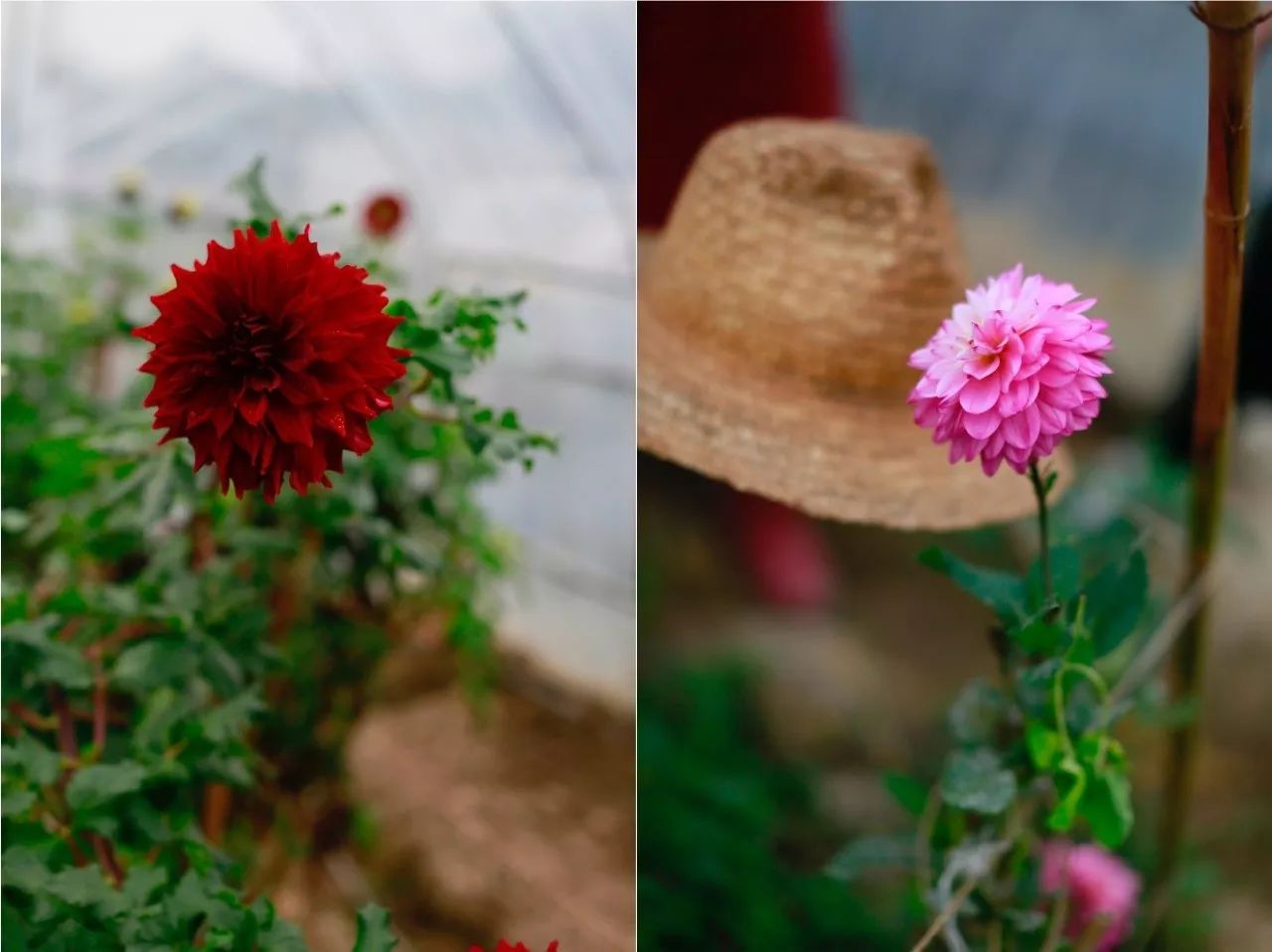 花田里逛了3小时，花材、花束、年度美照都有了