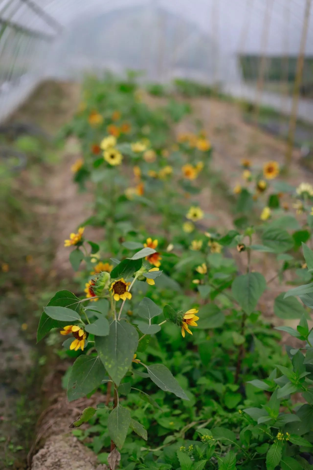 花田里逛了3小时，花材、花束、年度美照都有了