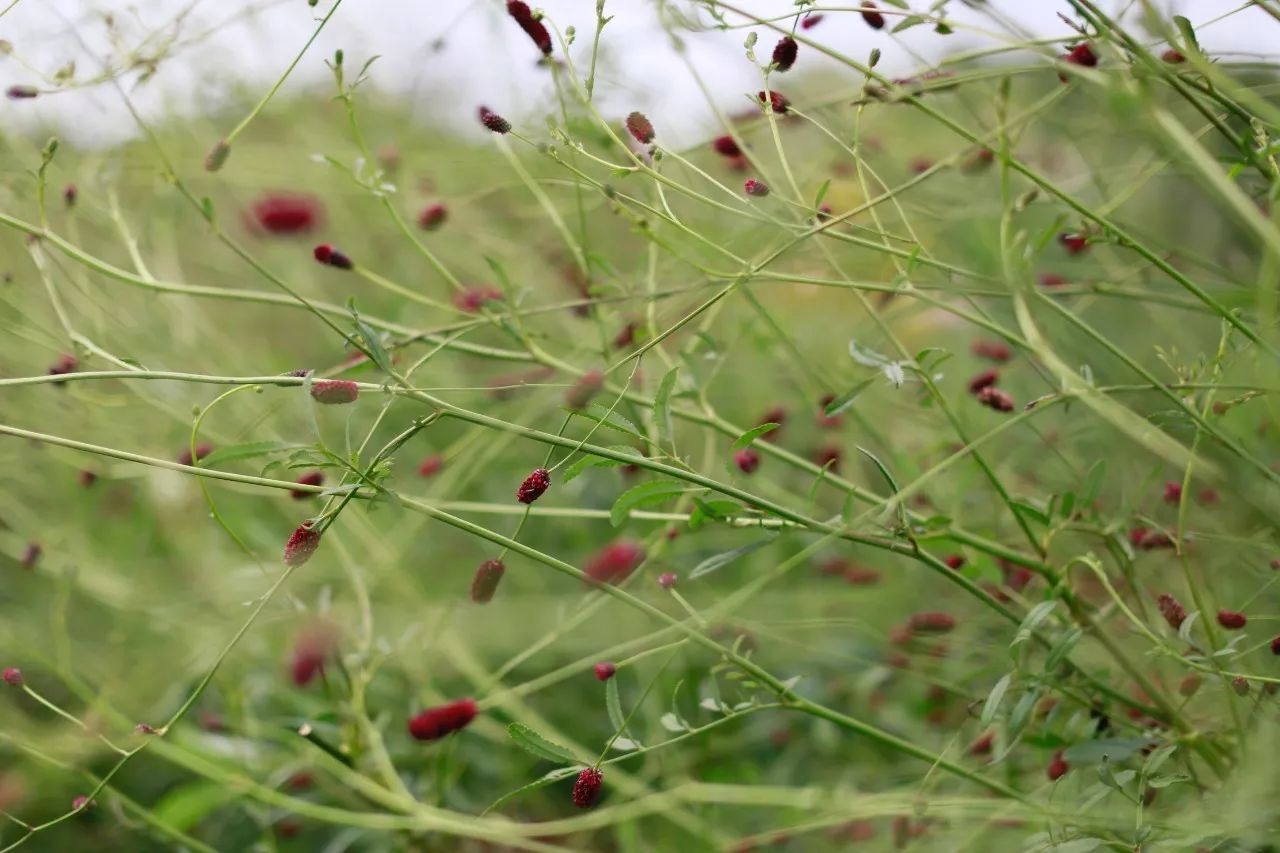 花田里逛了3小时，花材、花束、年度美照都有了