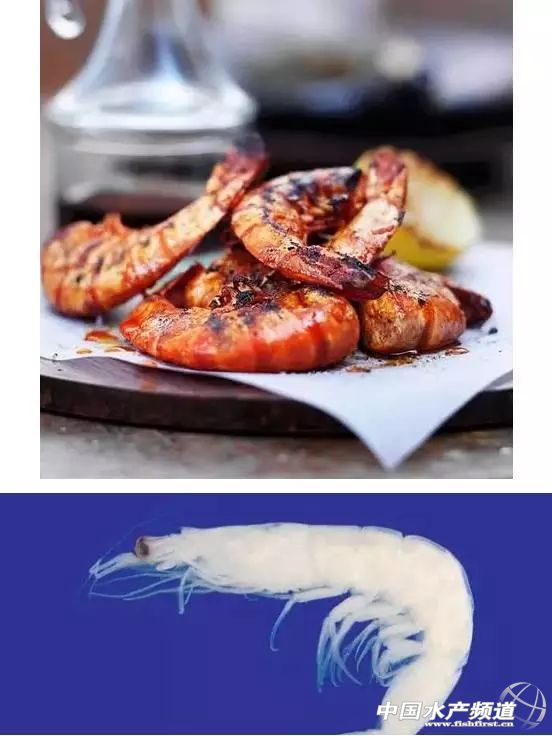 虾类有几千种，你又认识几种？