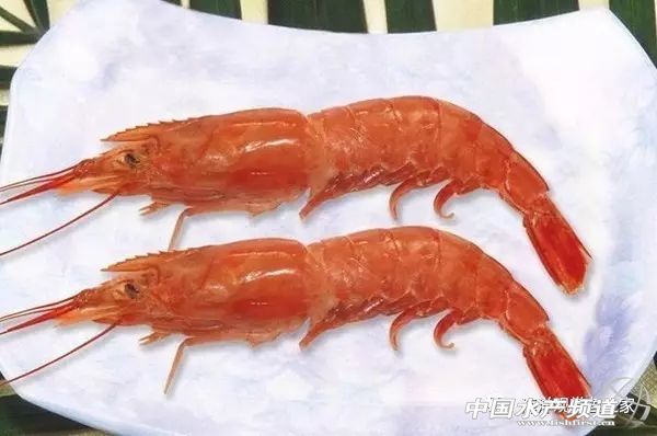 虾类有几千种，你又认识几种？