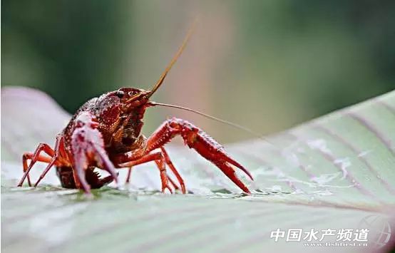 虾类有几千种，你又认识几种？