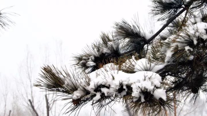 聊聊旧时美容那些事,女人们为了爱美太拼了!