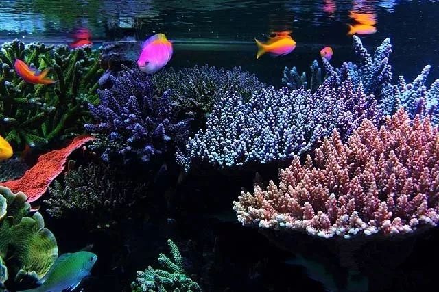 水管工人的美缸，美出新高度！