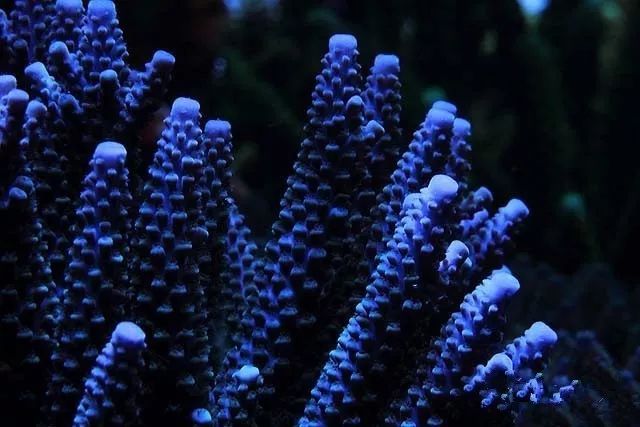 水管工人的美缸，美出新高度！