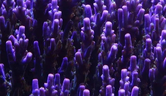 水管工人的美缸，美出新高度！