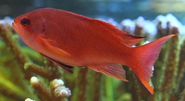 水管工人的美缸，美出新高度！