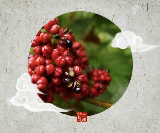 佳节又重阳惟愿幸福安康,重阳佳节幸福久久