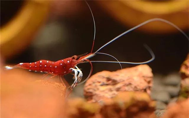 苏虾饲养注意事项,苏虾的养殖方法和注意事项