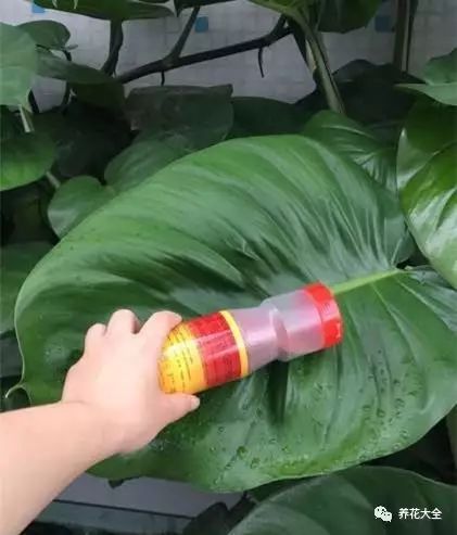 铜钱草和绿萝能一起在鱼缸养吗,绿萝和铜钱草好养活吗图片