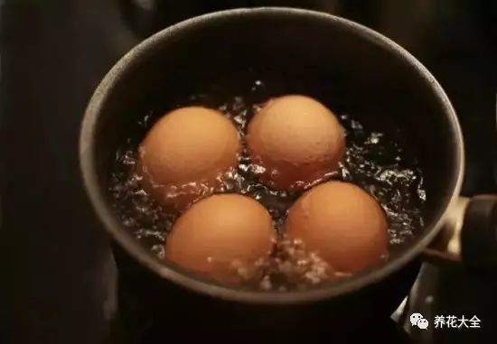 铜钱草和绿萝能一起在鱼缸养吗,绿萝和铜钱草好养活吗图片