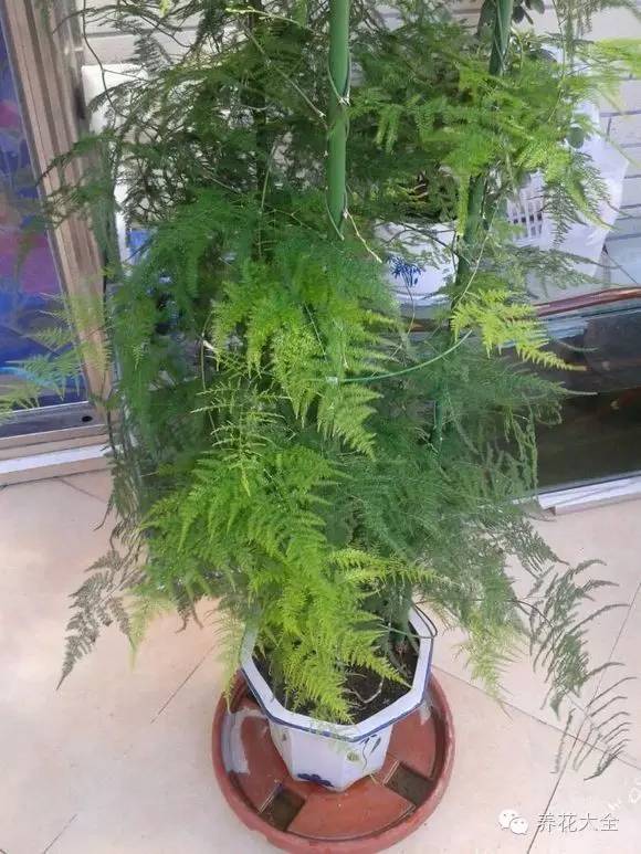 铜钱草和绿萝能一起在鱼缸养吗,绿萝和铜钱草好养活吗图片