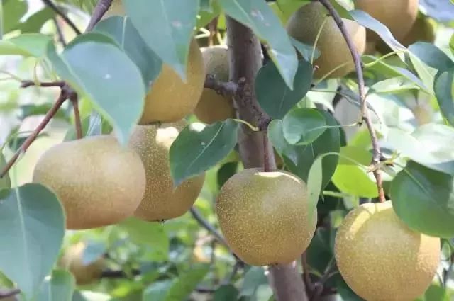 东西湖新型职业农民 (相城区新型职业农民)