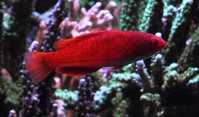 水管工人的美缸，美出新高度！