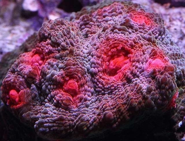 水管工人的美缸，美出新高度！