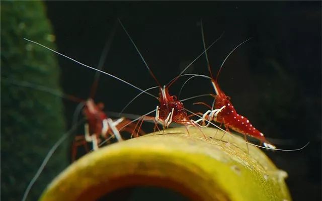 苏虾饲养注意事项,苏虾的养殖方法和注意事项