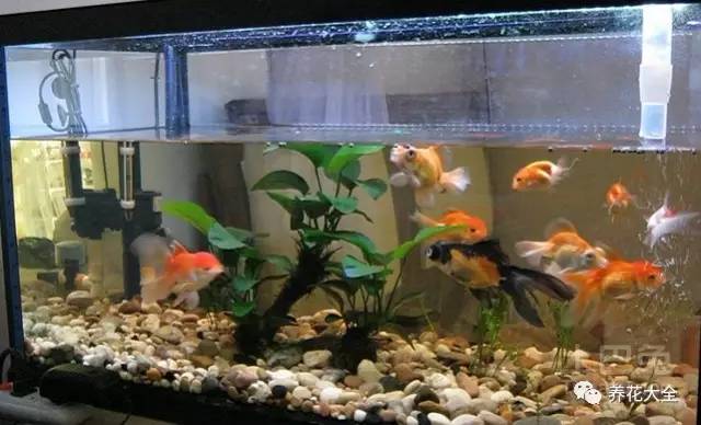 铜钱草和绿萝能一起在鱼缸养吗,绿萝和铜钱草好养活吗图片