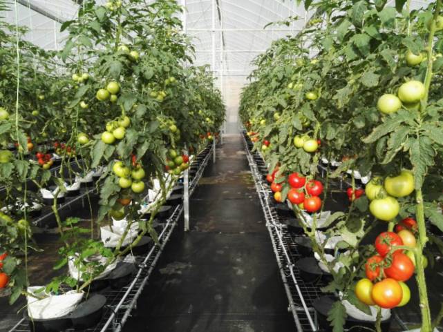 东西湖新型职业农民 (相城区新型职业农民)