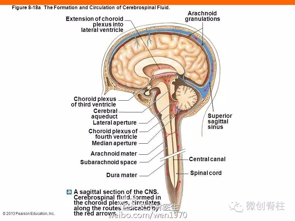 脊柱手术脑脊液漏多久愈合,腰椎手术后脑脊液漏能自我修复吗