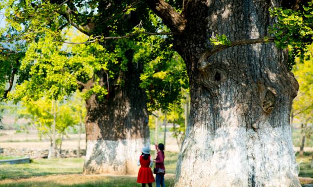 银杏舞,醉深秋|送您最新赏杏精品自驾游线路!