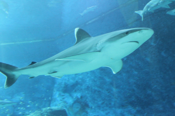 亲子游新加坡旅游攻略推荐,新加坡自由行亲子攻略2015