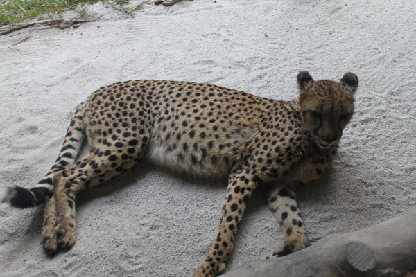 亲子游新加坡旅游攻略推荐,新加坡自由行亲子攻略2015