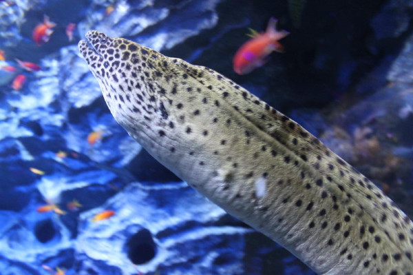 亲子游新加坡旅游攻略推荐,新加坡自由行亲子攻略2015