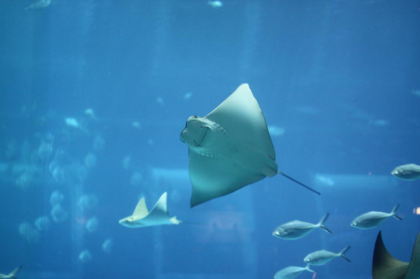 亲子游新加坡旅游攻略推荐,新加坡自由行亲子攻略2015