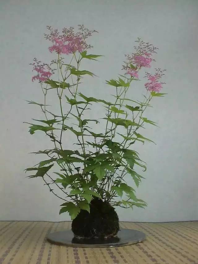 一花一世界一草一天堂一叶一菩提,一花一世界一草一天堂歌曲