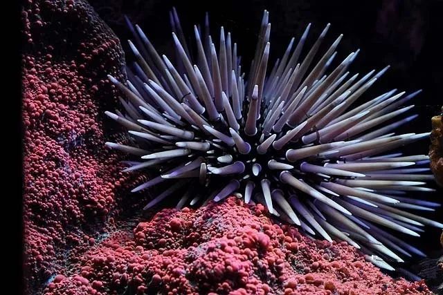 水管工人的美缸,美出新高度!