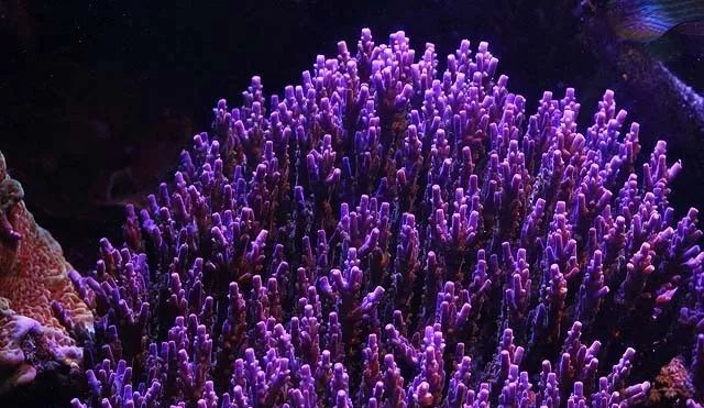 水管工人的美缸，美出新高度！