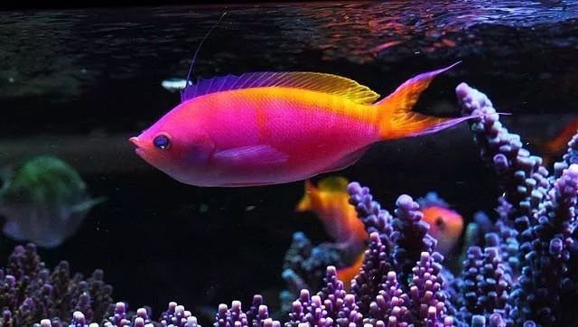 水管工人的美缸,美出新高度!