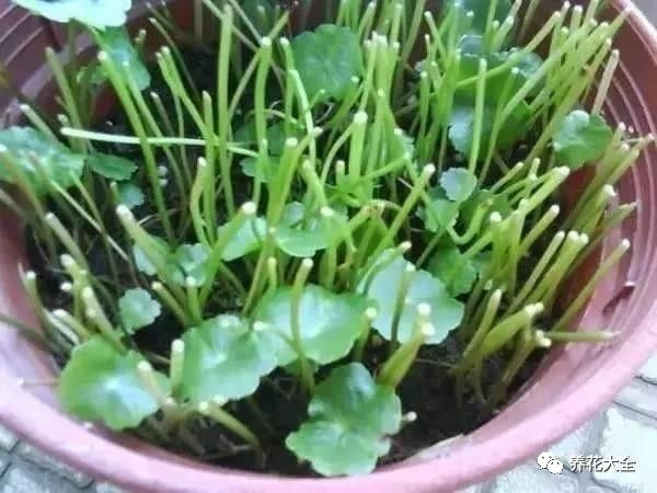 铜钱草和绿萝能一起在鱼缸养吗,绿萝和铜钱草好养活吗图片