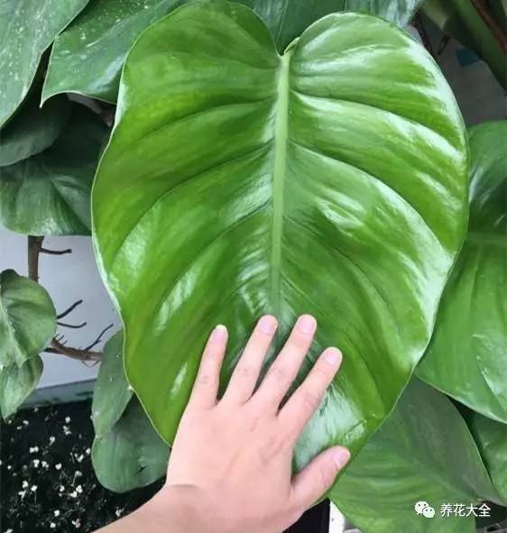 铜钱草和绿萝能一起在鱼缸养吗,绿萝和铜钱草好养活吗图片