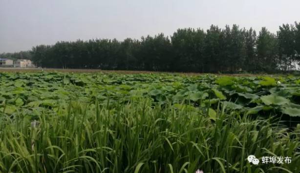 火了!蚌埠最新版使用说明书,竟然有这么多人不知道!