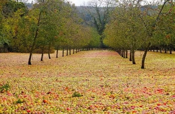 「新闻快车」驻马店成为全国首家“码”上乘车全覆盖城市！