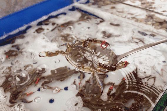 北京哪里自助海鲜便宜又好吃,北京最值得去的海鲜自助