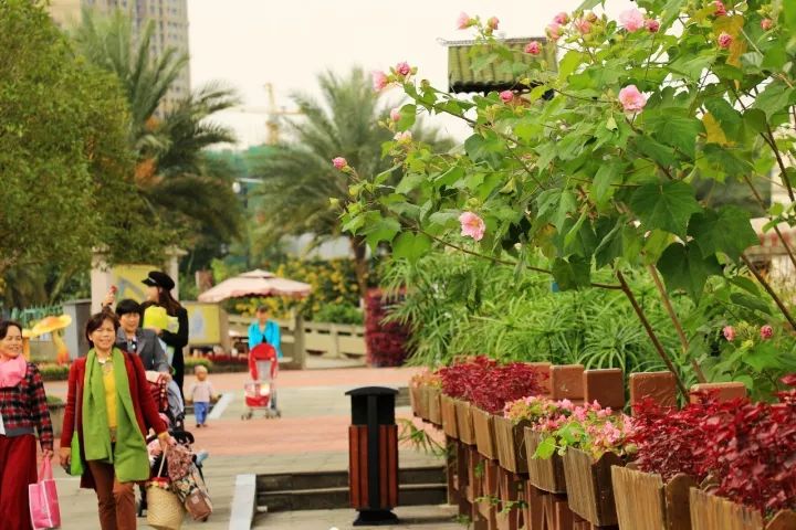 一周播报39期｜苏宁云商落户、秋季花展、书法展、港澳签注便捷化……国际化青白江给你好看！