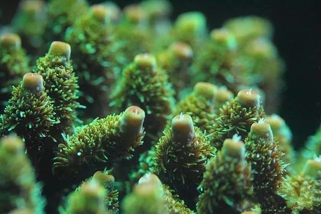 水管工人的美缸,美出新高度!