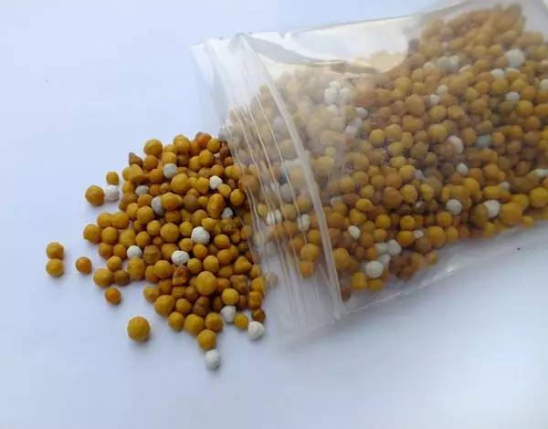 铜钱草和绿萝能一起在鱼缸养吗,绿萝和铜钱草好养活吗图片