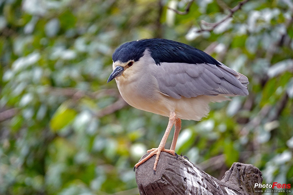 索尼黑卡rx10m4测评,索尼黑卡rx10五代